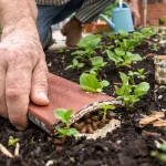 6 astuces de grand-père pour empêcher limaces et escargots de ruiner vos semis de printemps