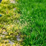 Quels engrais utiliser pour une belle pelouse au printemps ? Ce que les experts recommandent