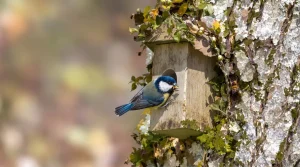 Frelon asiatique : cet oiseau du jardin protège vraiment vos abeilles, si vous l’attirez dès mars