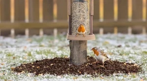 Pourquoi les jardiniers saupoudrent désormais du café sur les mangeoires à oiseaux